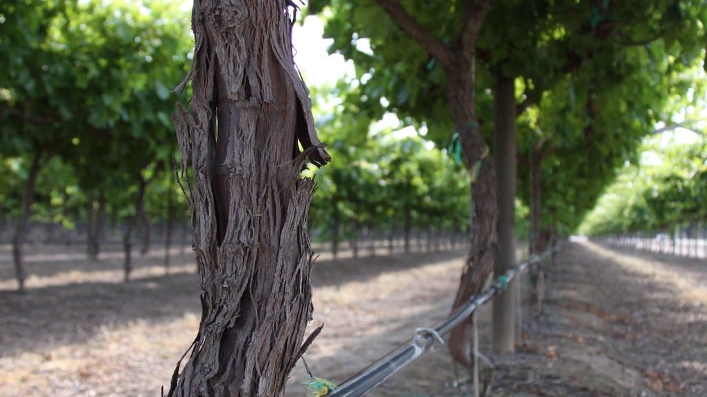 If Your Vines are Shedding Bark, Don’t be Alarmed