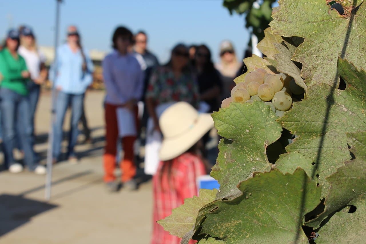 UC Kearney Agricultural Center Grape Day
