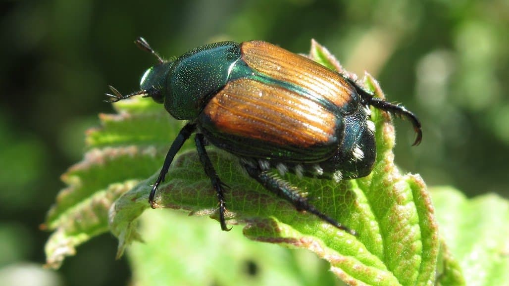 Japanese Beetle Impact on Minnesota Wine Grapes this Year