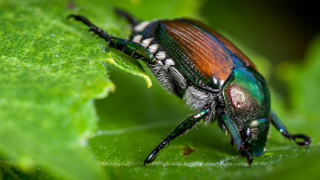 Japanese Beetle Emergence Underway in Minnesota Vineyards