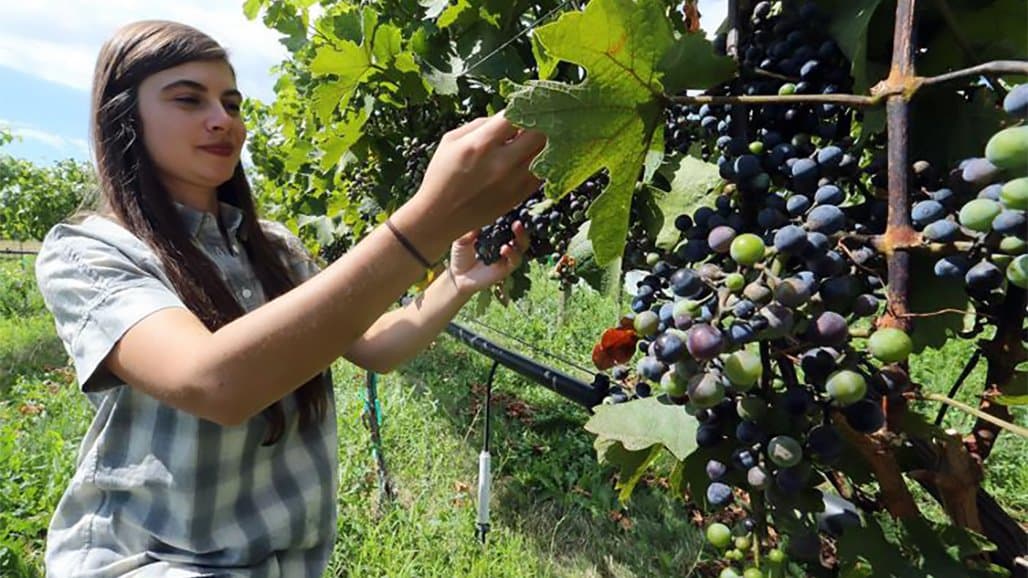 Tissue Analysis for Grapes & Small Fruit