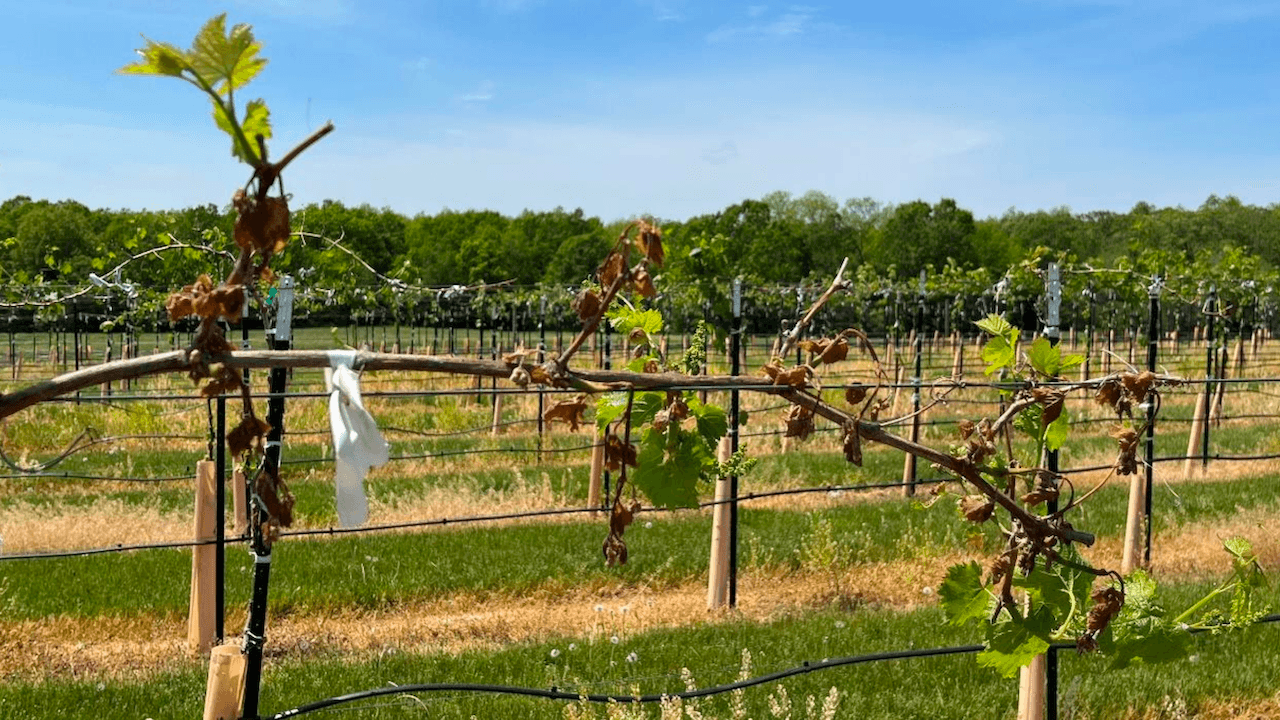 Cold-Temperature Damage to the 2023 Missouri Wine Grape Crop