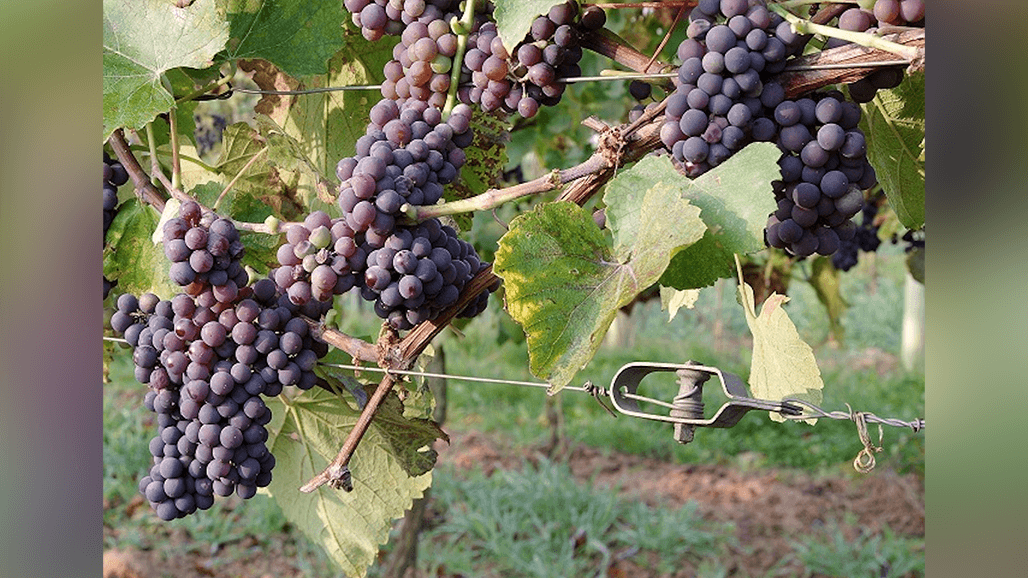 Future Grape Cultivars for the Missouri Grape and Wine Industry