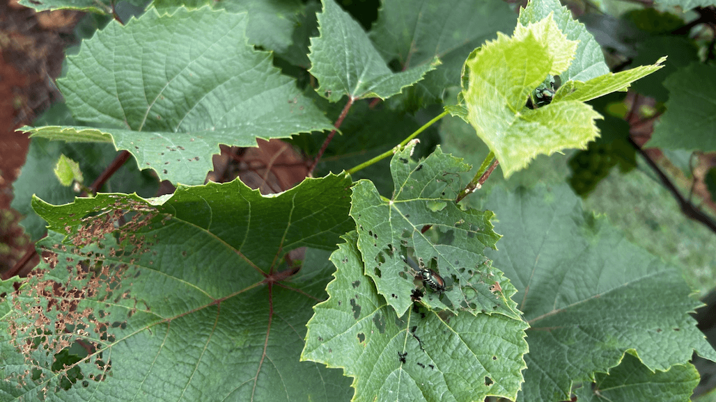 Japanese Beetle Management in Georgia Vineyards