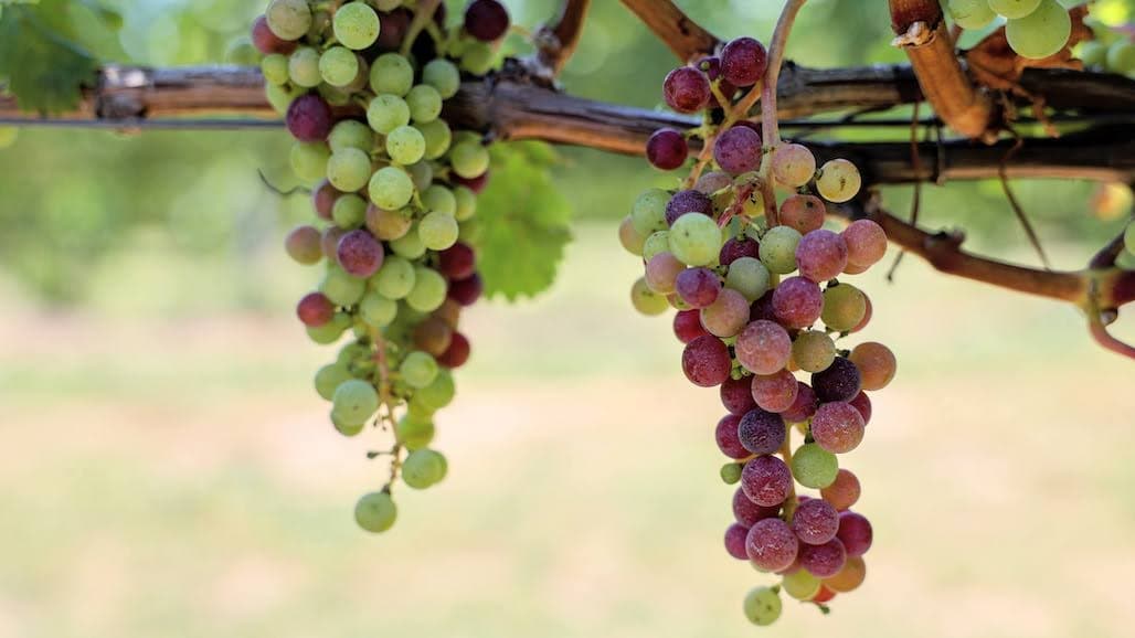 Michigan State University Grape Update