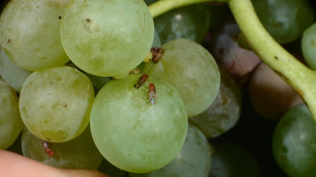 Drosophila and Sour Rot Management in Georgia Vineyards