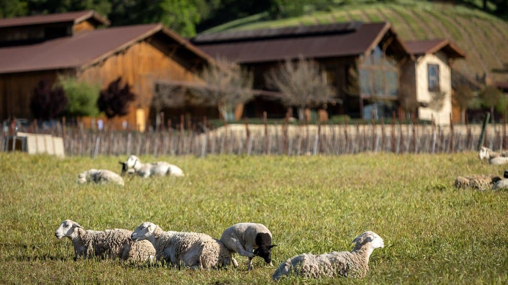 Halter Ranch Vineyard & Winery Achieves Organic Certification