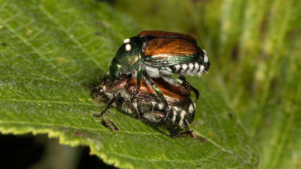 Long-Term Biological Control of Japanese Beetle