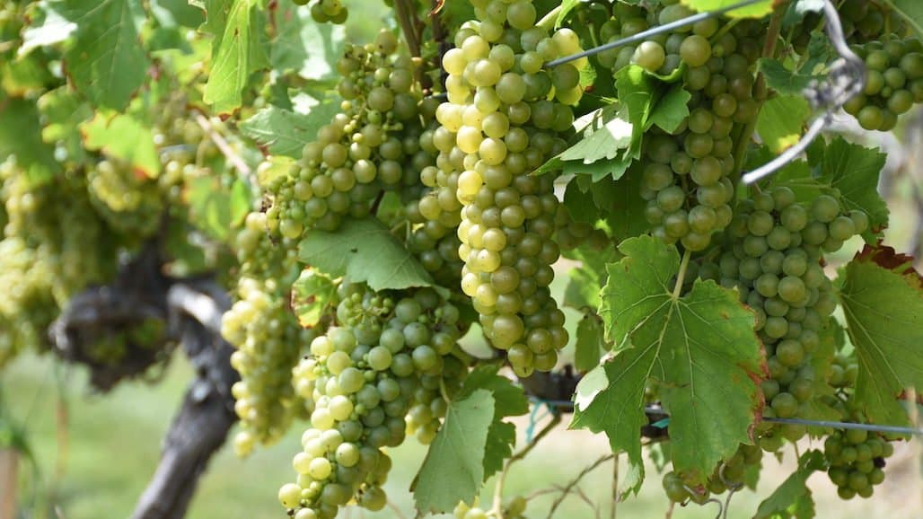Ohio State Extension Vineyard Update, Harvest Begins
