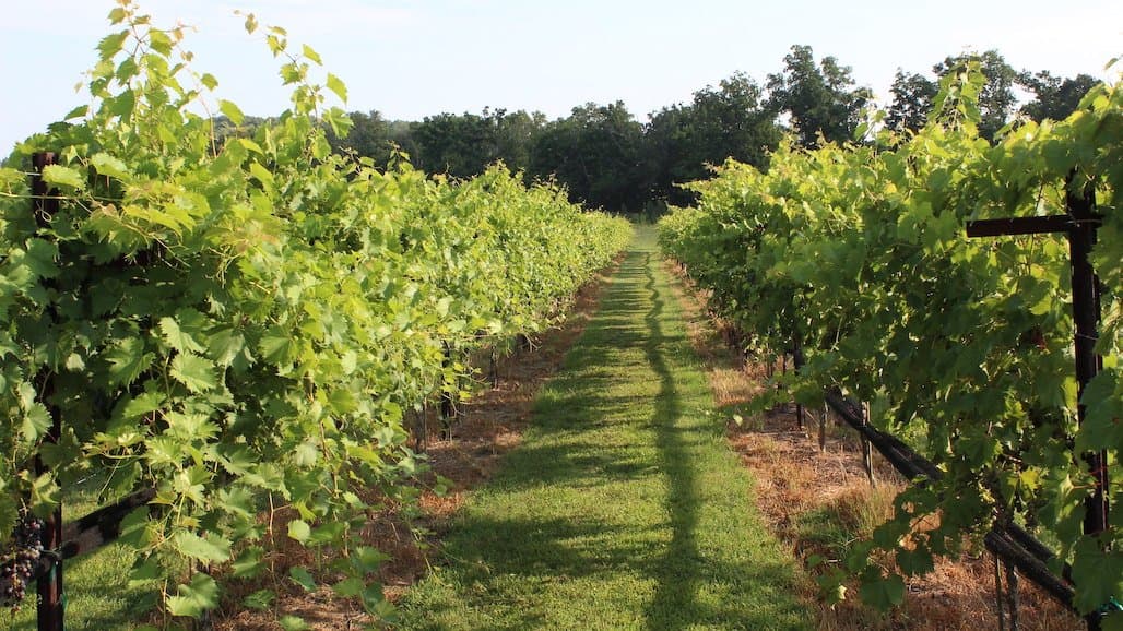 Tennessee Wine and Grape Board Launches Quality Assurance Program