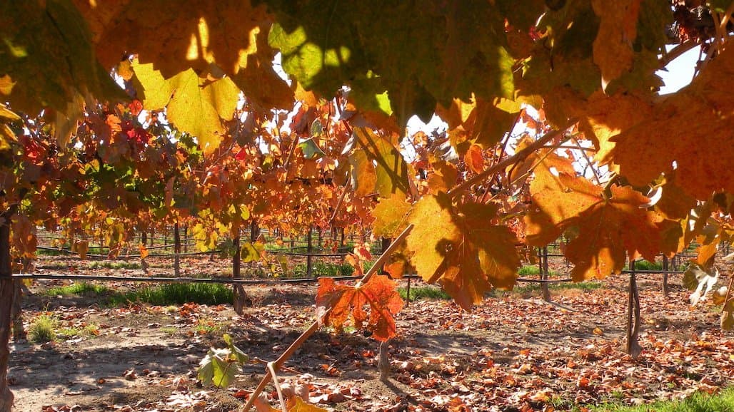 Post-Harvest Vineyard Care: Securing Uniformity and Yields for Next Season