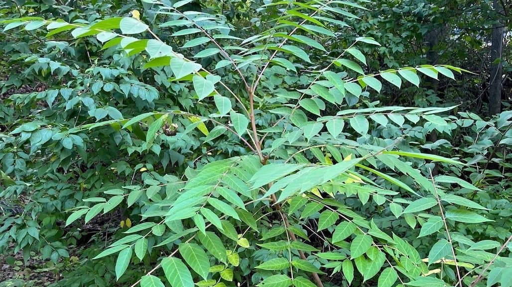 Invasive Vineyard Pest’s Preferred Host Plant is Everywhere