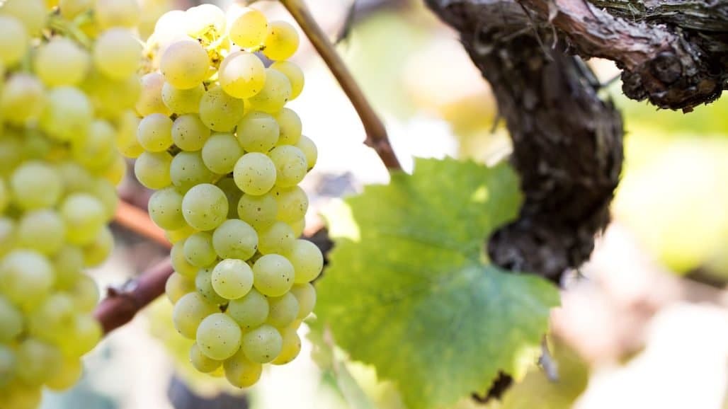 How Wine Consumers Feel About Tropical Fruit Aromas in Chardonnay Wines