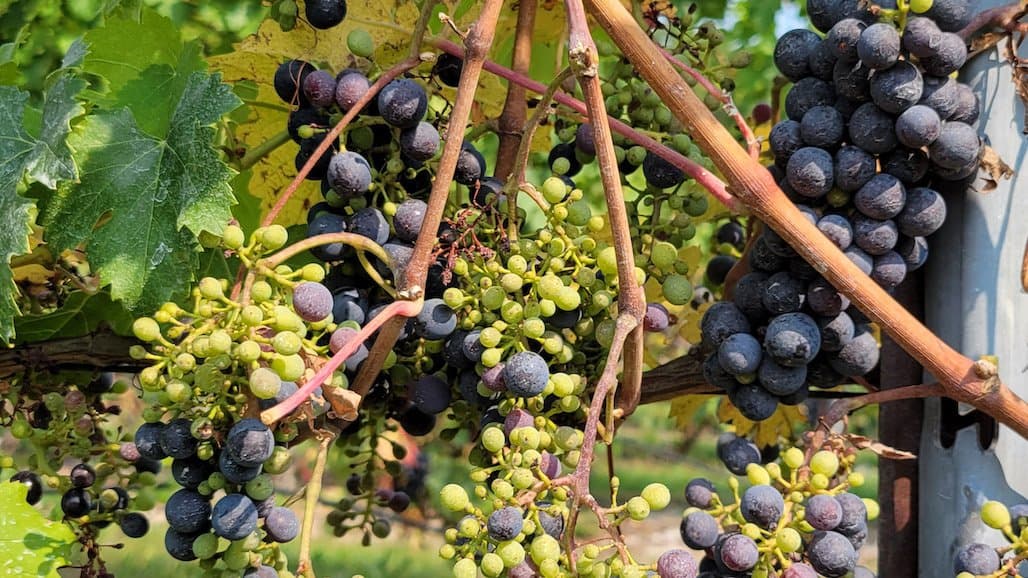 Understanding and Addressing Uneven Ripening of Grape Berries