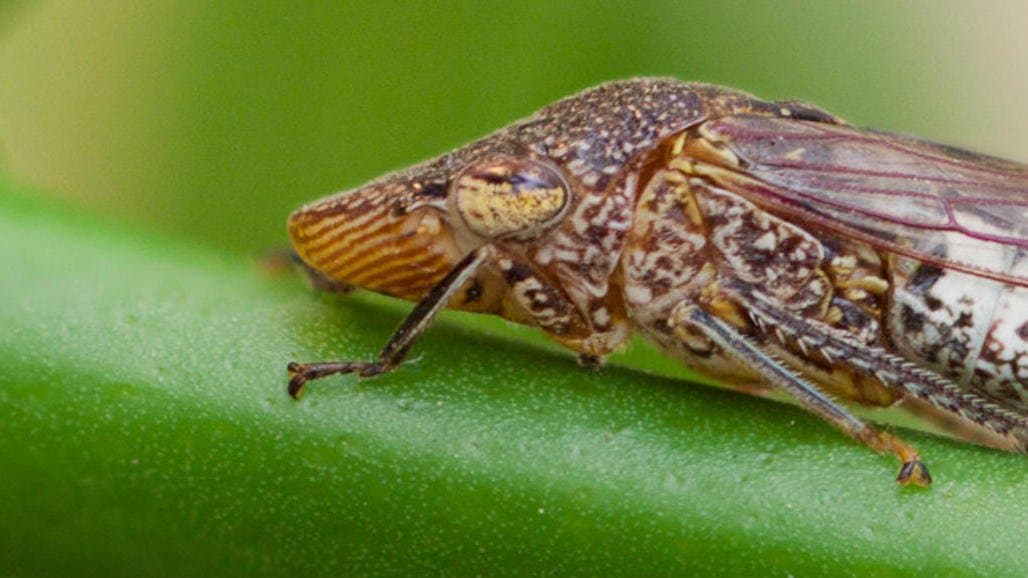 Legislation Introduced to Extend Pierce’s Disease Control Program