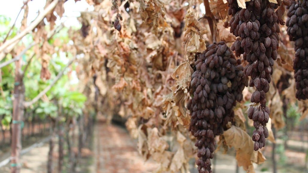 USDA Temporarily Suspends Continuance Referendum Requirement for California Raisins