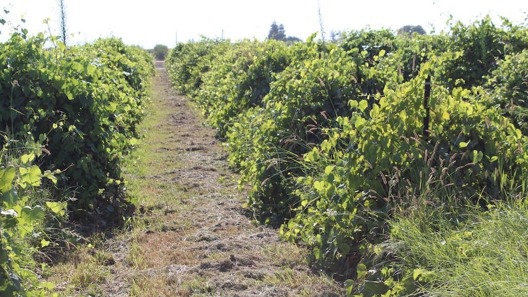 Research Identifies Traits That Could Advance Grape Breeding, Sustainability