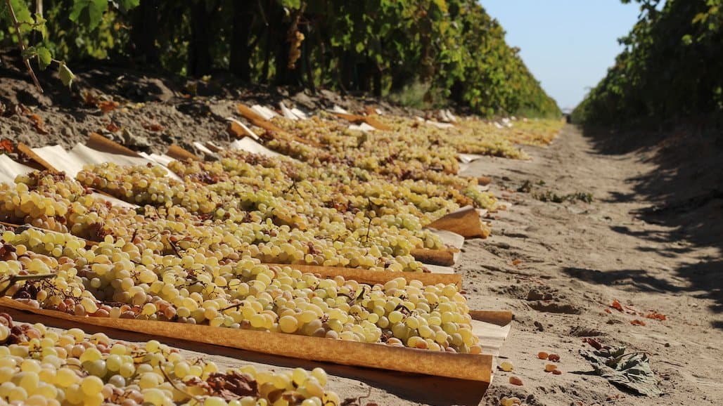 Public Hearing in February on Proposed Amendments to California Raisins Marketing Order