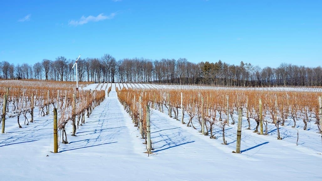 Michigan’s Recent Cold Snap: Grapevine Cold Hardiness Report