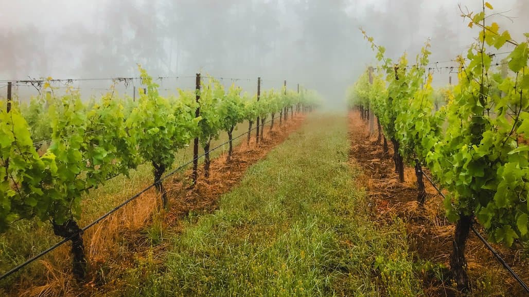 Oregon Winery Wins 2024 Winery of the Year in International Competition