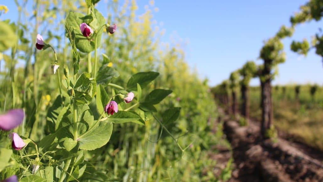 Oregon Vineyards are Becoming Bee Friendly in Four Easy Steps