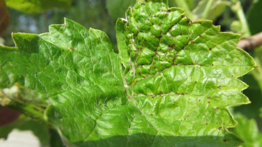Reminders for Early-Season Disease Management in Virginia Vineyards