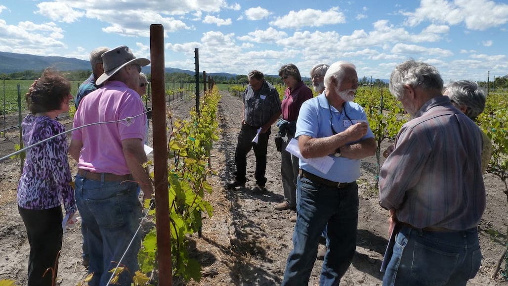Patent for Unique Montana Harbinger Grape Variety Nears