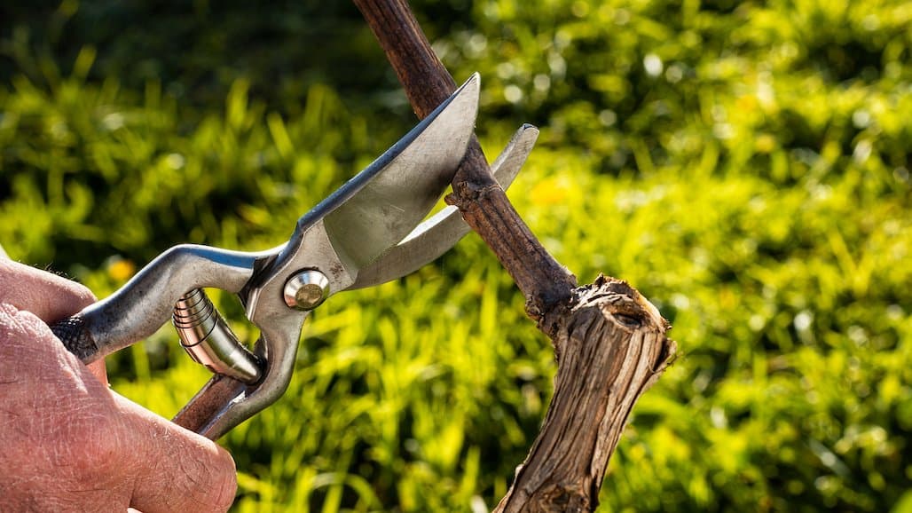 2024 Ohio Vineyard Pruning Primer