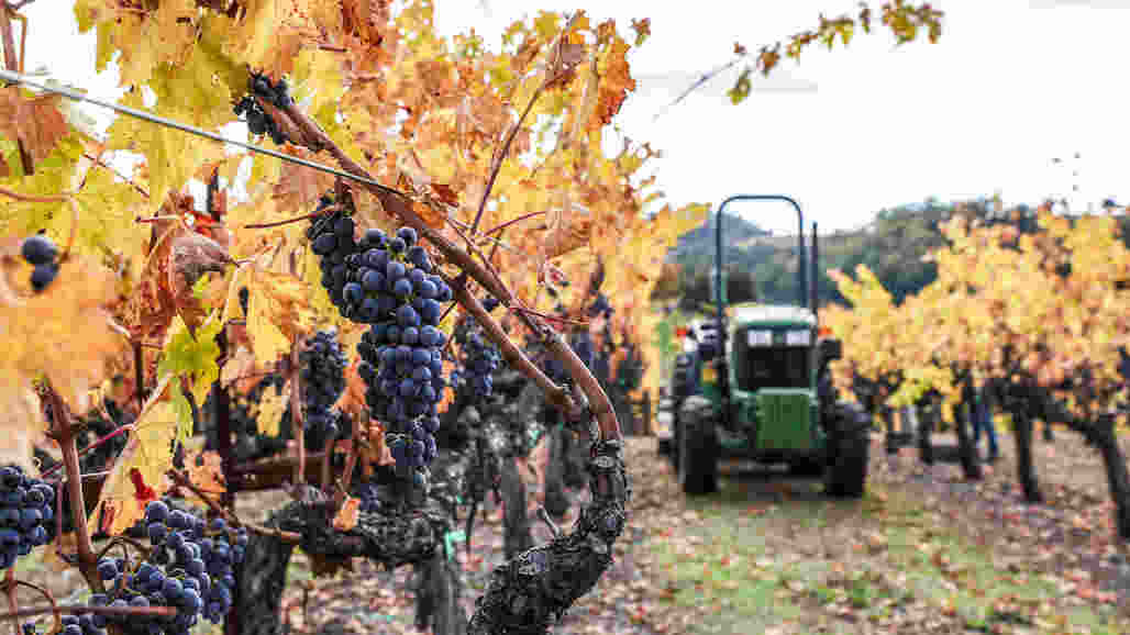 Every Day is Earth Day for the Most Sustainable Winegrowing Region