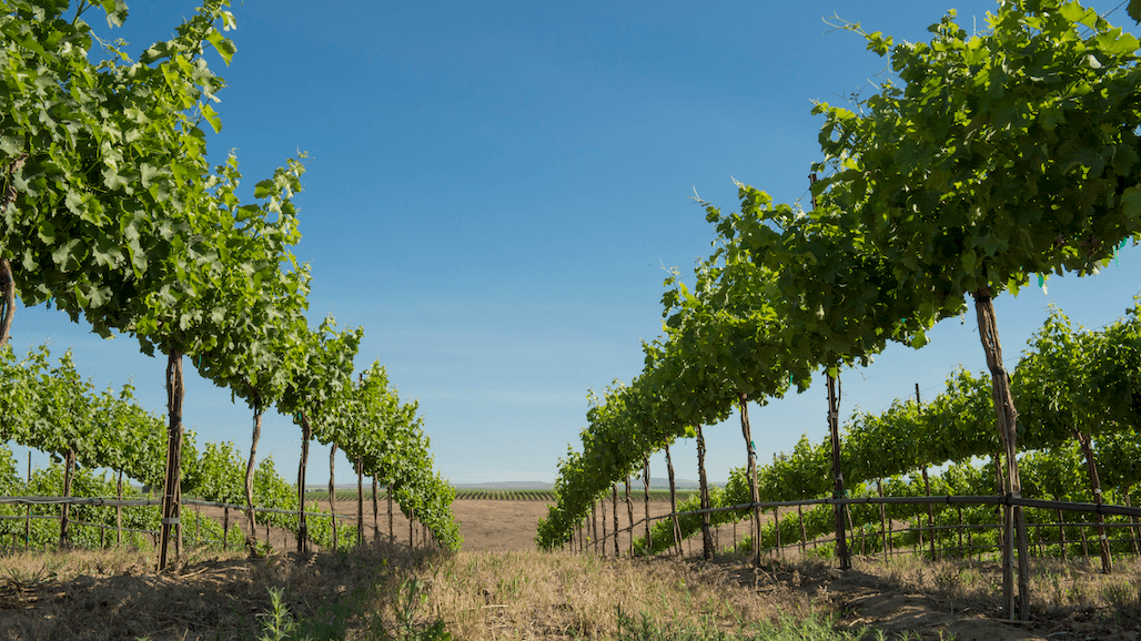 Sustainable WA Partners with Salmon-Safe for Dual Vineyard Certification