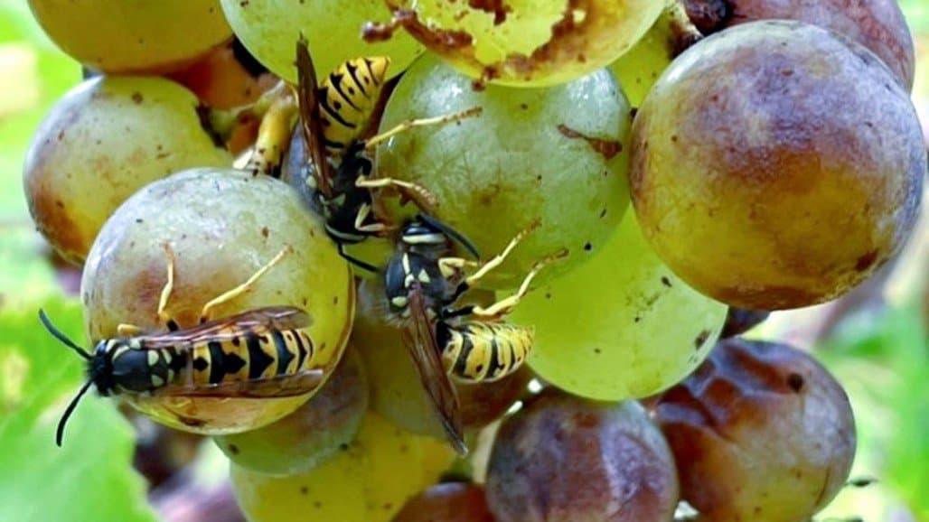 ‘Sour’ Grapes: Berry Damage, Fruit Flies Worsen Wine