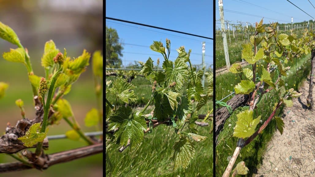 University of Minnesota Extension Grape Crop Update