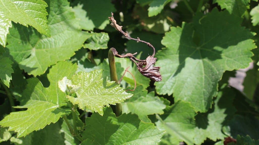 Pest Management in Frost-Damaged (Michigan) Vineyards