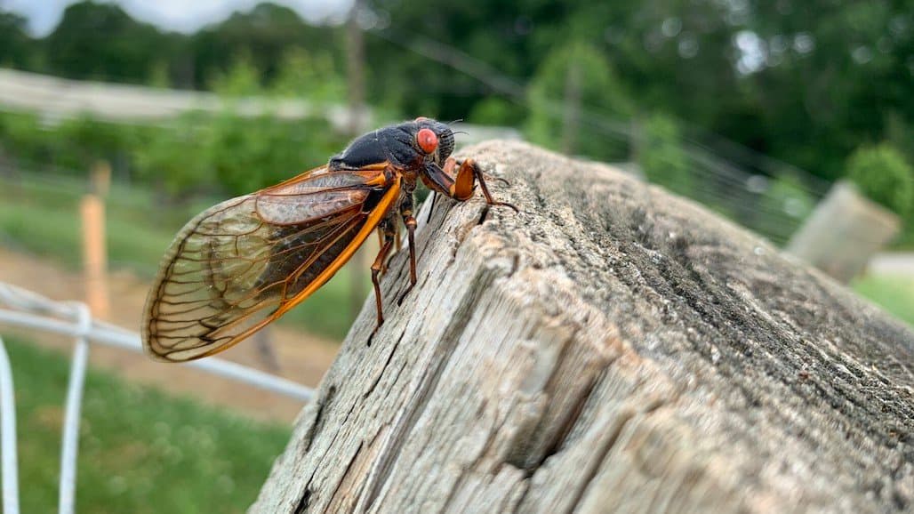 The Periodical Cicada, a Potential Problem for Grape Growers