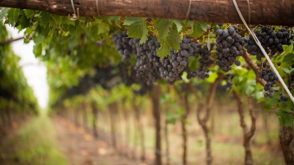 South African Table Grape Crop Forecast & Shipments into U.S. Up