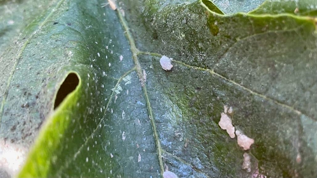 Coordinated Neighborhood Effort to Control Vine Mealybug in Southern Oregon Pays Off After First Year