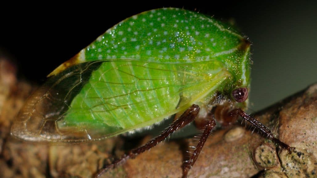 Observations of Treehoppers in Oregon Vineyards