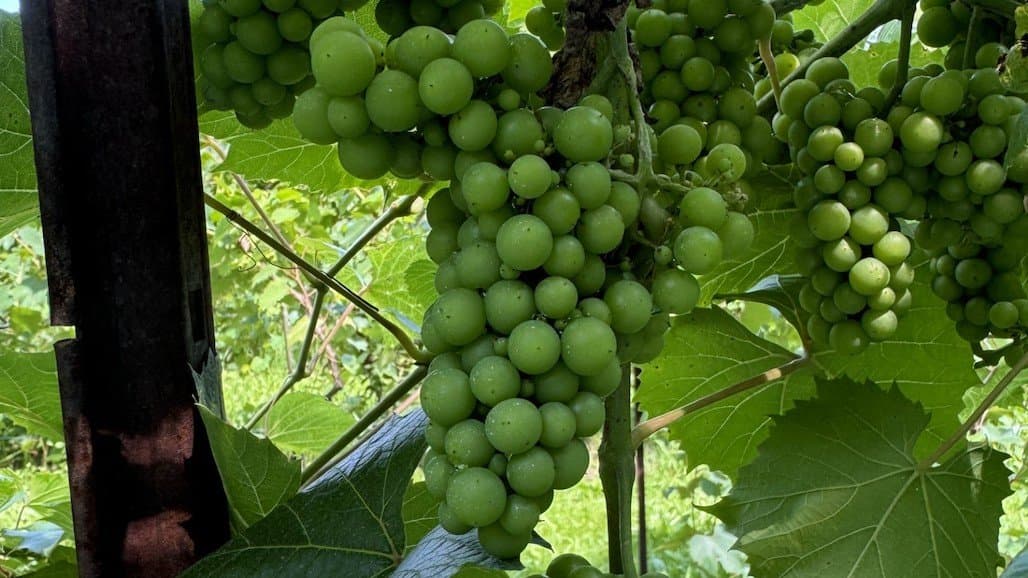 Michigan State University Extension Grape Crop Update