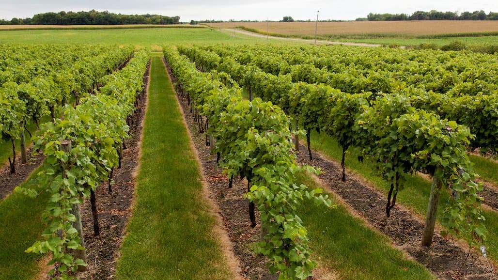 Summer Vineyard Management Tips with University of Minnesota Extension