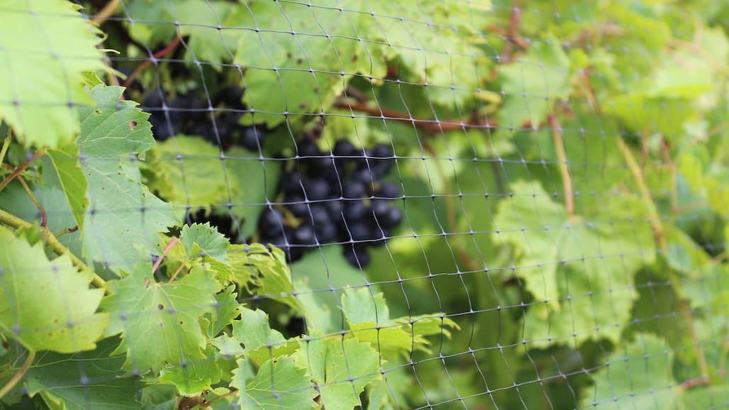 University of Minnesota Extension on Resources for Bird Control in the Vineyard