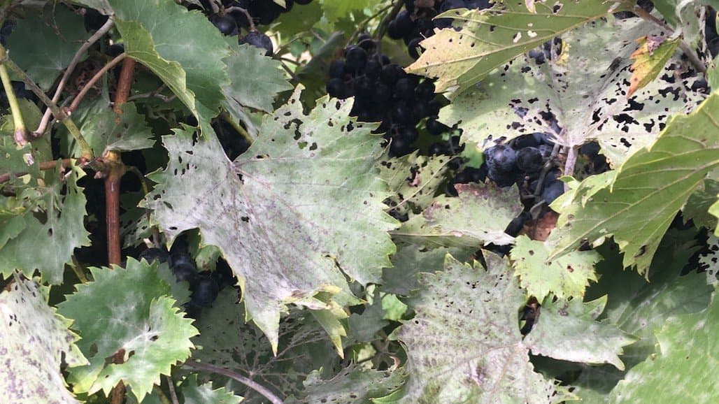 A Sharp Eye & Rotation will Help Avoid Losses from Fungicide Resistance