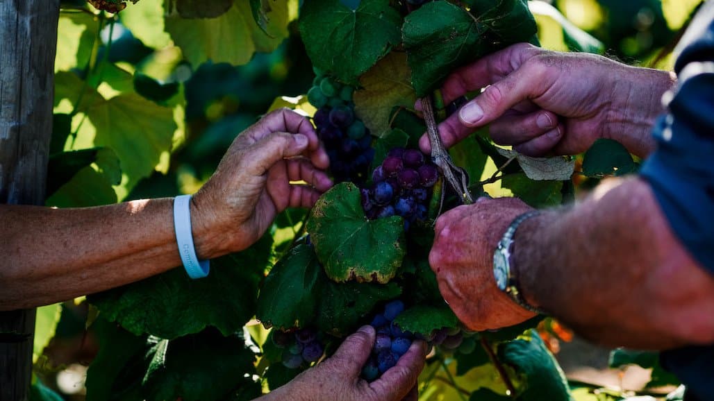 Finger Lakes Wine Alliance and New York Wine & Grape Foundation Partner with La Piana Consulting