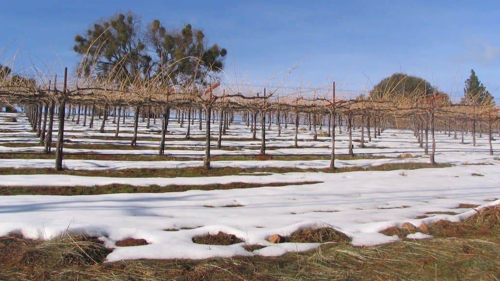 Preparing Vines for Winter: Research-Driven Approaches to Cold Hardiness