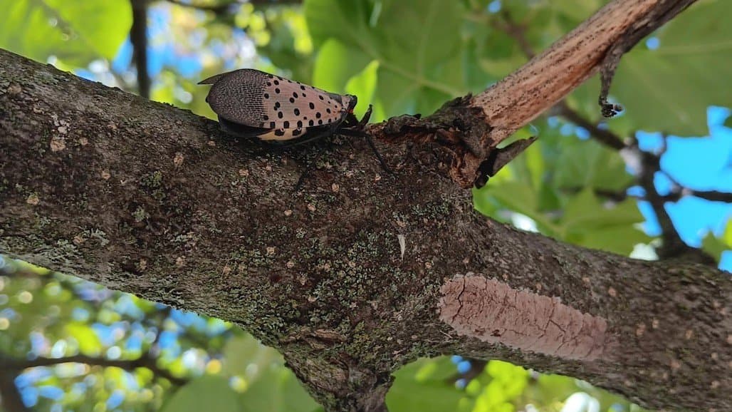 Spotted Lanternfly Continues Spreading and Devastating Grape Growing Regions of Ohio