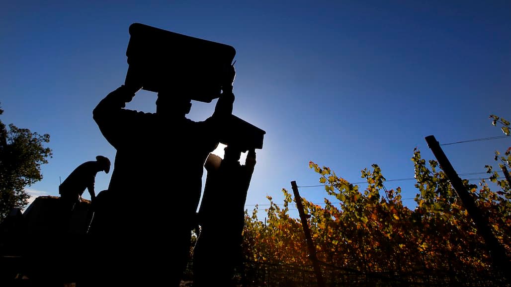 Interesting Insights from the Largest Survey Ever Taken of Vineyard Workforce