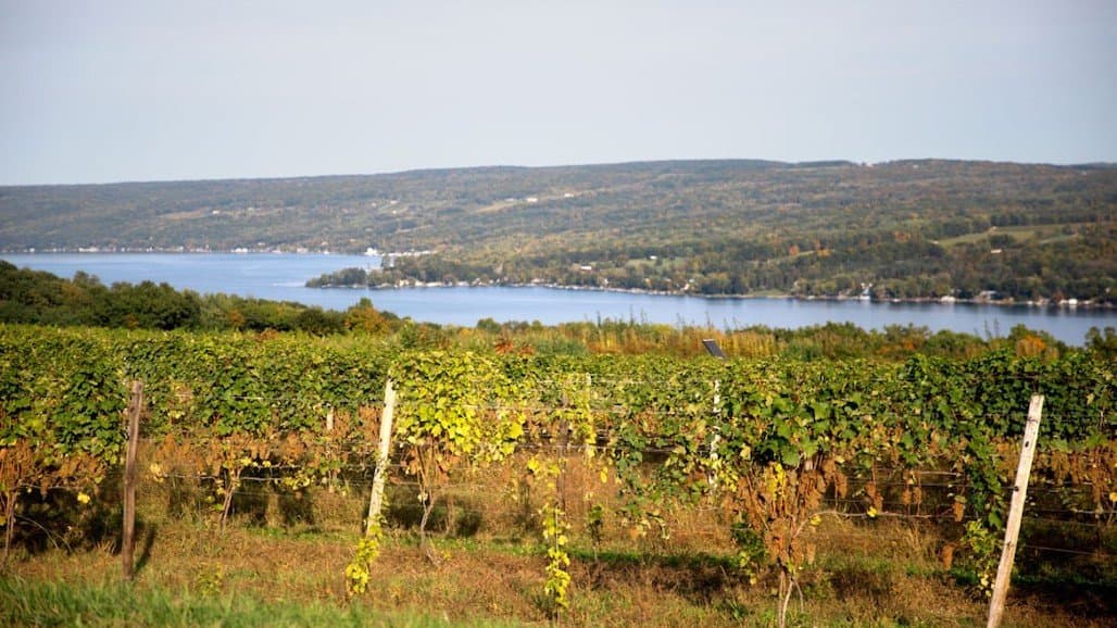 Climate Change Brings Challenges & Opportunities to Finger Lakes Wineries