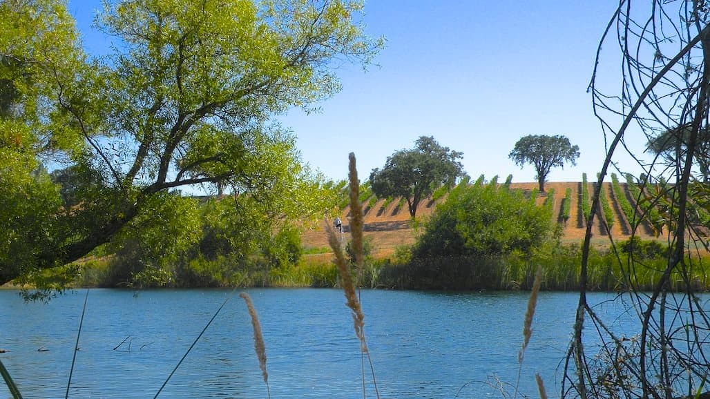 Fish Friendly Farming Recognizes Area Wine Grape Growers Certified for at Least 20 Years