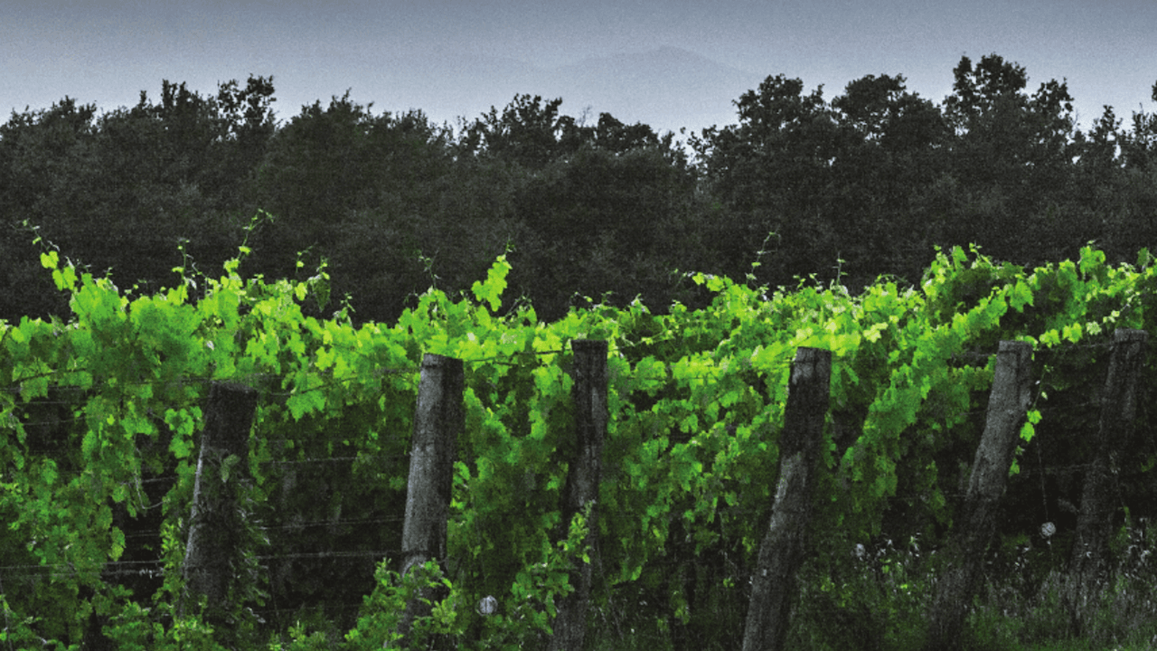 Tennessee Farm Winegrowers Alliance Offers Expanded Quality Assurance Program for Local Wineries