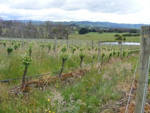 Sonoma Vineyard Technical Group Seminar – Mothballing Vineyards in a Tough Market