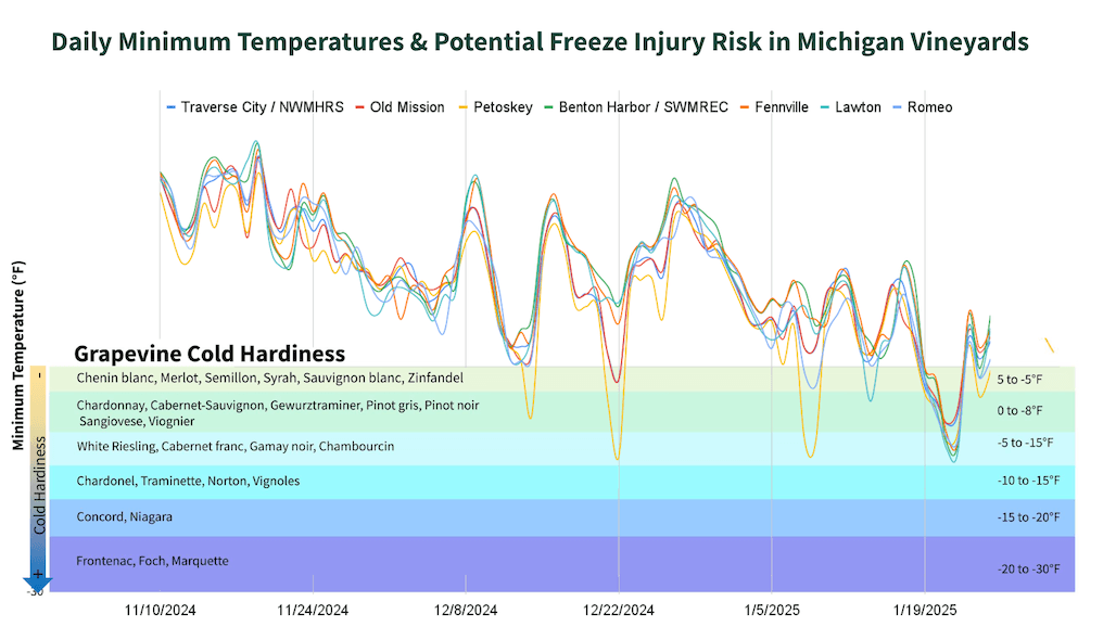 Michigan State on Understanding Grapevine Cold Hardiness